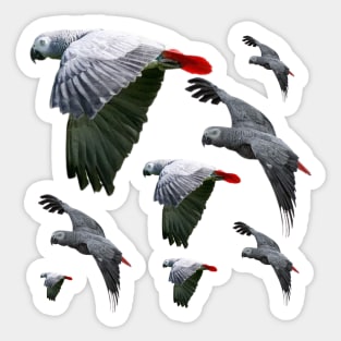 African Grey Parrots Flying Free Sticker